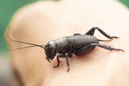 Insect shot close-up. Macro photo of a cricket. Cricket on a log.