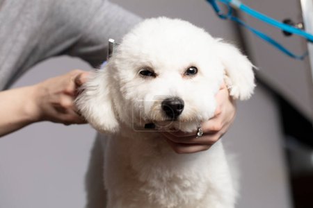 The dog is sheared in the salon to care for the surfaces of animals. Close-up of a bichon dog with a comb. Groomer concept.