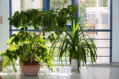 Téléchargez les photos : Plantes vertes dans des pots de fleurs près de la fenêtre. Aménagement paysager des locaux. - en image libre de droit