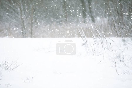 Blurred winter background with snow and tree branches.