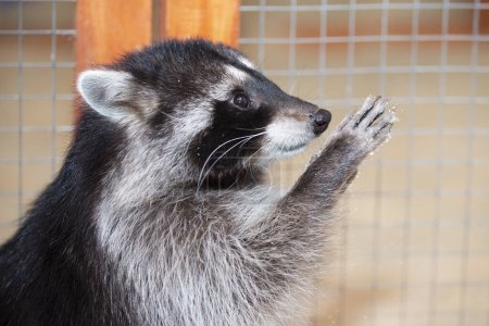 Photo for Funny raccoon in the petting zoo. - Royalty Free Image