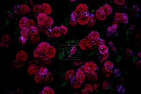 Photo for Blurred dark dramatic background of gloomy roses. - Royalty Free Image