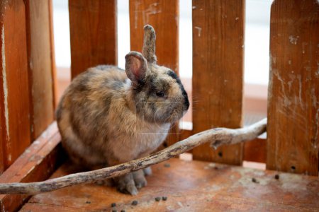 Photo for Small fluffy decorative bunny in a cage at the zoo. - Royalty Free Image