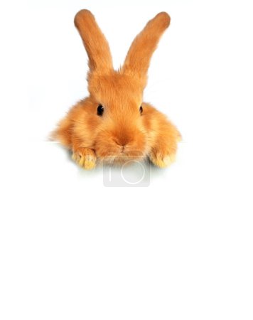 Photo for A funny red rabbit peeks out over a white sheet of paper. - Royalty Free Image