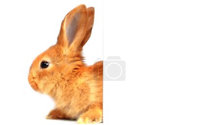 Photo for Funny red rabbit is half covered with white blank paper. Announcement or poster for the Easter week. - Royalty Free Image