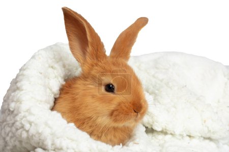 Photo for A cute rabbit is wrapped in a white fluffy towel. - Royalty Free Image