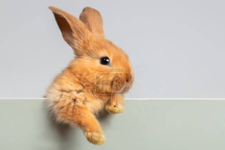 Photo for A funny red rabbit hung its fluffy paw on the board. - Royalty Free Image