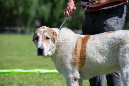Photo for A huge Alabai dog at a dog show. - Royalty Free Image