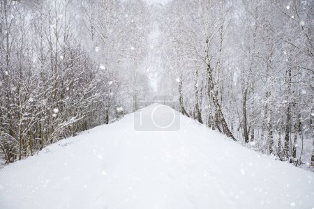 Téléchargez les photos : Route enneigée d'hiver et forêt. Nature en hiver. - en image libre de droit