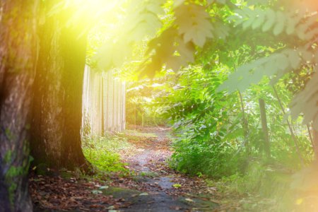 Téléchargez les photos : Beau fond naturel de la route illuminé par la lumière jaune du soleil et les feuilles d'arbre vert. - en image libre de droit