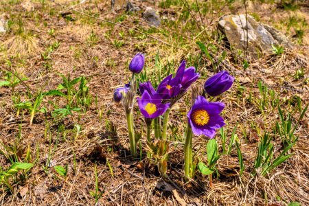 Photo for South Ural flower with a unique landscape, vegetation and diversity of nature in spring. - Royalty Free Image