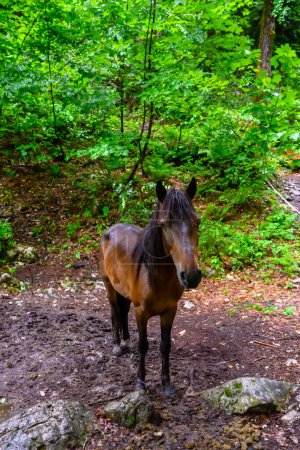 Photo for The foal in the tropical forest. The pouring tropical rain in the forest. - Royalty Free Image