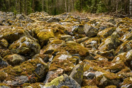 Photo for South Ural kurumnik, stones, cobblestones, moss with a unique landscape, vegetation and diversity of nature in spring. - Royalty Free Image