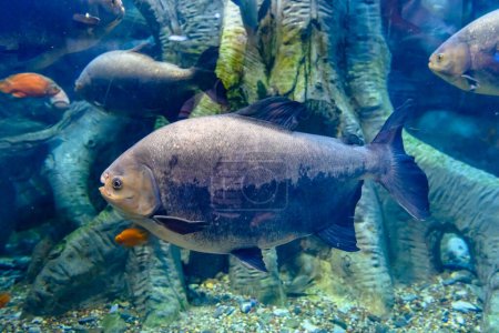 Pygocentrus nattereri. Piranha closeup in the aquarium