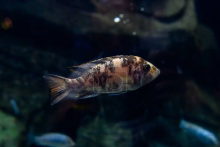 Aquarienfische Zwergbuntbarsch. apistogramma nijsseni ist eine Buntbarscharte, die in stark eingeschränkten lokalen Schwarzwasserhabitaten im Süden Perus heimisch ist..