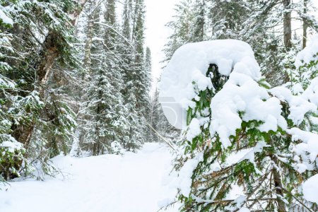 Bosque nevado de invierno, ventisqueros, abetos y un sendero en las montañas de los Urales.