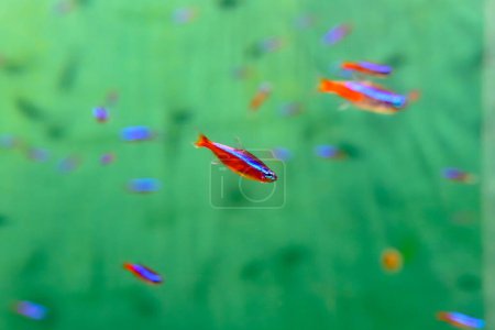 The neon tetra (Paracheirodon innesi) isolated on a fish tank with blurred background