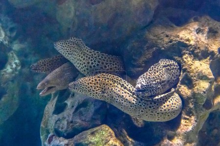 Reticulated moray eels gracefully gliding through the sea. This mesmerizing scene captures the intricate patterns and serpentine elegance of these underwater inhabitants