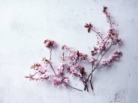 Foto de Cherry blossoms on concrete background. Flatlay with space for text. Spring mood concept - Imagen libre de derechos