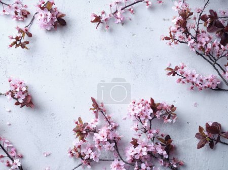 Photo for Cherry blossoms on concrete background. Flatlay with space for text. Spring mood concept - Royalty Free Image