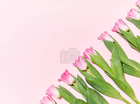 Téléchargez les photos : Mise en page créative avec un motif en tulipes sur fond rose - en image libre de droit