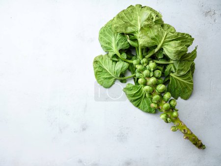Photo for A stalk of brussel sprouts - Royalty Free Image