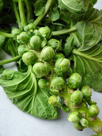 Photo for Brussel sprouts on stalk macro - Royalty Free Image