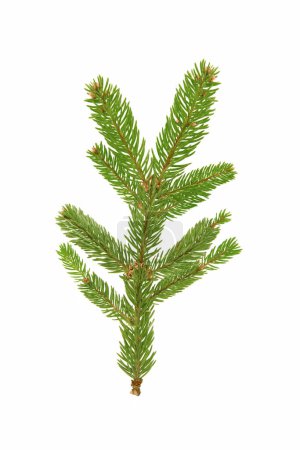 Téléchargez les photos : Branches d'épinette vert vif (Picea abies) isolées sur fond blanc - en image libre de droit