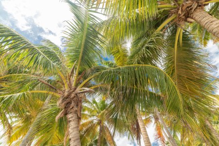 Foto de Cielo nublado sobre palmeras en Guadalupe, Mar Caribe - Imagen libre de derechos