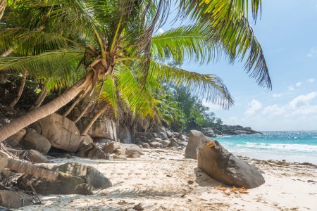 Téléchargez les photos : Palmiers et rochers à Anse Intendance. Île de Mahe, Seychelles - en image libre de droit