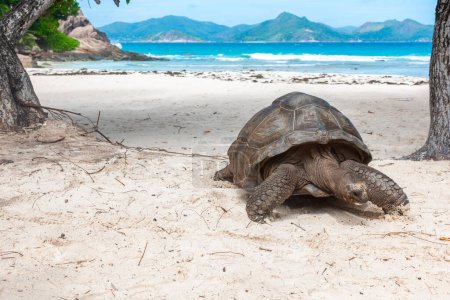 Téléchargez les photos : Gros plan d'une tortue géante sur l'île de La Digue, Seychelles - en image libre de droit