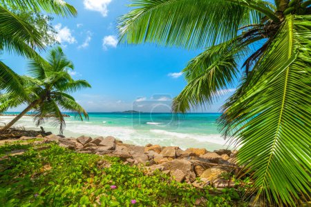 Palm trees by the sea in Anse Kerlan. Praslin island, Seychelles