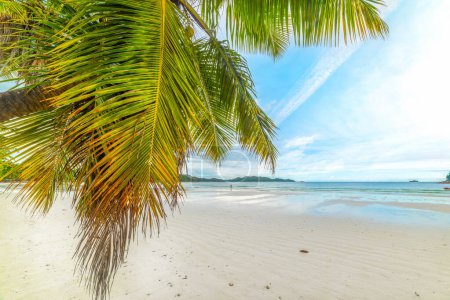 Téléchargez les photos : Palmier et sable blanc sur la plage de Côte d'Or. Île de Praslin, Seychelles - en image libre de droit