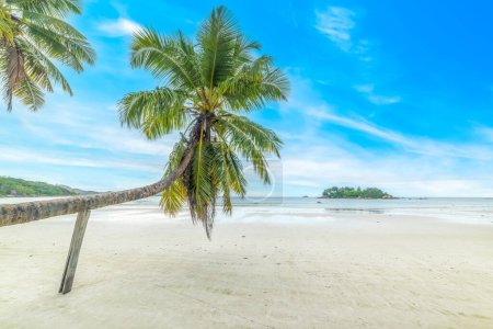 Téléchargez les photos : Palmier penché à Anse Volbert. Île de Praslin, Seychelles - en image libre de droit