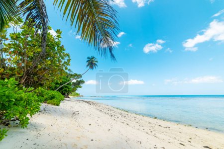 Téléchargez les photos : Palmiers et sable blanc à Anse Forbans plage. Île de Mahe, Seychelles - en image libre de droit