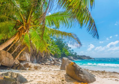 Foto de Palmeras y rocas en Anse Intendance. Isla Mahe, Seychelles - Imagen libre de derechos