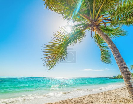 Téléchargez les photos : Soleil brillant sur la plage de Raisins Clairs en Guadeloupe, Indes occidentales françaises. Petites Antilles, Mer des Caraïbes - en image libre de droit