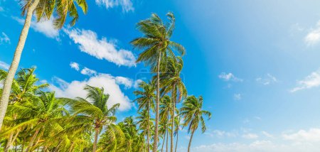 Photo for Palm trees under a blue sky in Guadeloupe, French west indies. Lesser Antilles, Caribbean sea - Royalty Free Image