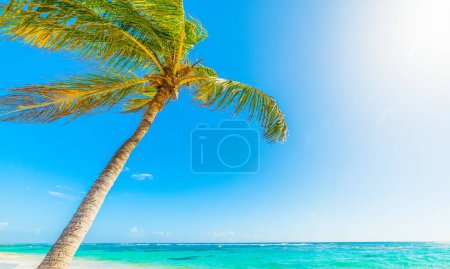 Foto de Palmera de coco que se inclina sobre el mar en la playa Raisins Clairs en Guadalupe, Indias occidentales francesas. Antillas Menores, Mar Caribe - Imagen libre de derechos