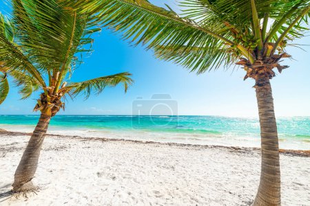 Foto de Palmeras en pasas Playa Clairs en Guadalupe, Indias occidentales francesas. Antillas Menores, Mar Caribe - Imagen libre de derechos