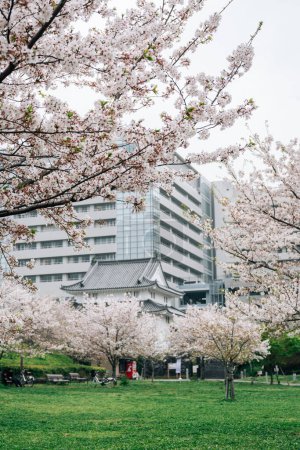 Foto de Parque del Castillo de Sunpu con flores de cerezo en Shizuoka, Japón - Imagen libre de derechos