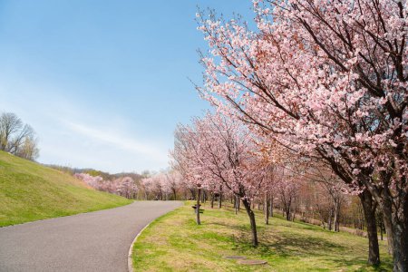 Foto de Camino de flores de cerezo rosado en Asahiyama Memorial Park en Sapporo, Hokkaido, Japón - Imagen libre de derechos