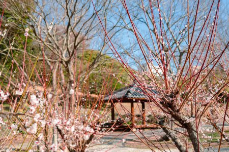 Foto de Geolmae Eco Park Jardín de flores de ciruelo en la isla de Jeju, Corea - Imagen libre de derechos