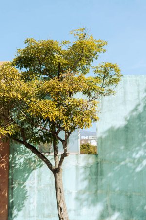 Foto de Muro verde y árbol mínimo en la isla de Jeju, Corea - Imagen libre de derechos