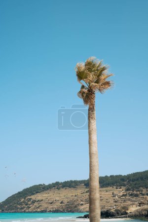 Téléchargez les photos : Plage de Hamdeok avec palmier et pic Seoubong sur l'île de Jeju, Corée - en image libre de droit