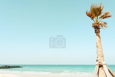 Foto de Playa Hamdeok con palmera en la isla de Jeju, Corea - Imagen libre de derechos