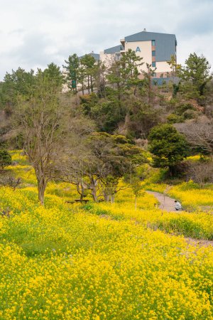 Foto de Campo de flores de canola del valle de Eongdeongmul en primavera en la isla de Jeju, Corea - Imagen libre de derechos