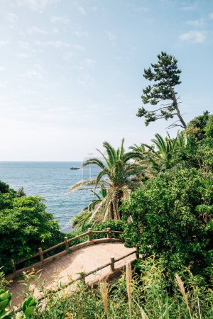 Foto de Sendero a pie junto al mar con palmera tropical en la isla de Jeju, Corea - Imagen libre de derechos