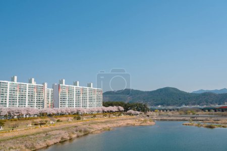 Miryang River park and apartment building with cherry blossoms in Miryang, Korea