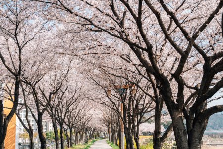 Miryang River park cherry blossoms road in Miryang, Korea